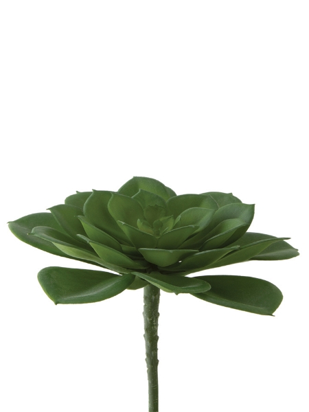 Picture of 5" AEONIUM NOBILE