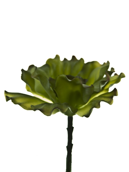 Picture of 6" CABBAGE PICK