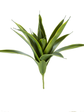 Picture of 20" AGAVE VARIEGATA BUSH