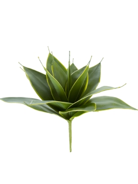 Picture of 15" AGAVE VARIEGATA BUSH