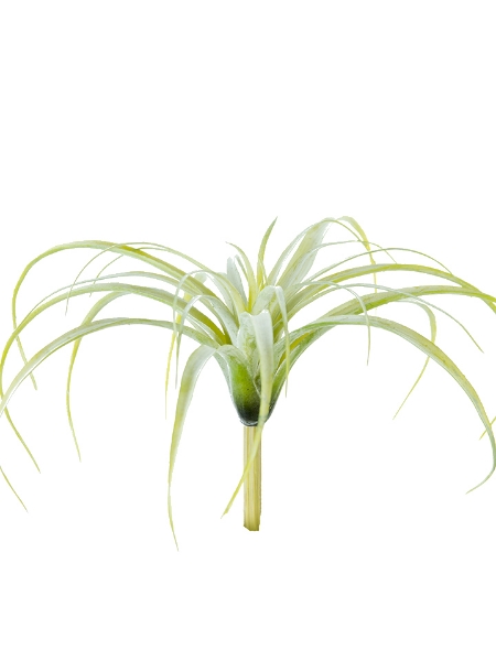 Picture of 10.5" TILLANDSIA TECTORUM