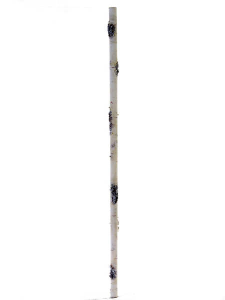 Picture of 34" X 0.75"  BIRCH STICK