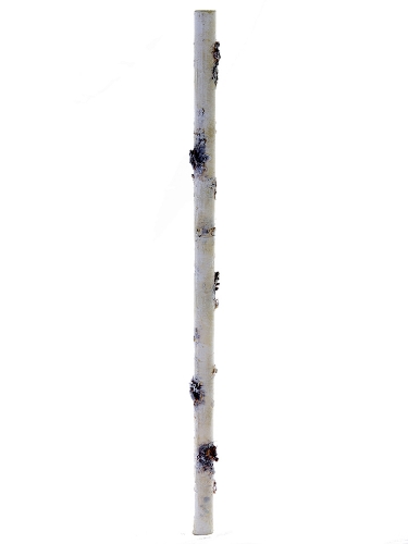 Picture of 22.5" X 0.75" BIRCH STICK