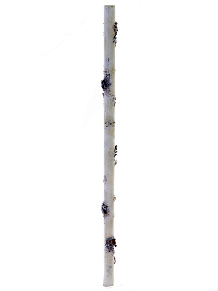 Picture of 22.5" X 0.75" BIRCH STICK
