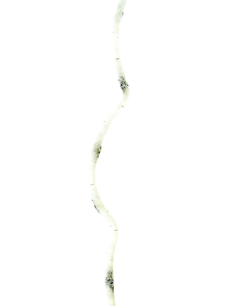 Picture of 72" BIRCH FLEX STICK
