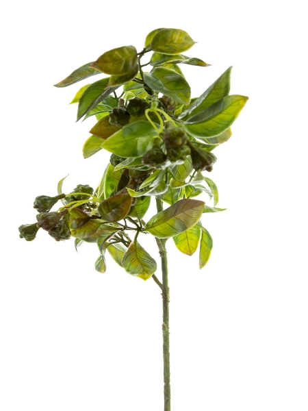 Picture of 23" EUCALYPTUS POD SPRAY