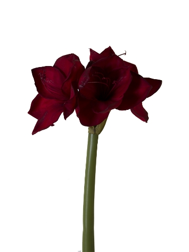 Picture of 26" THREE BLOOMS AMARYLLIS