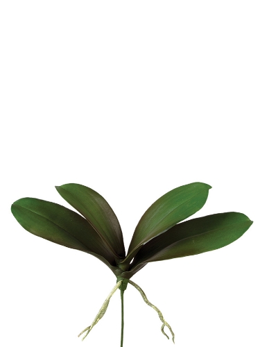 Picture of 13.5" PHALAENOPSIS LEAVES X 4