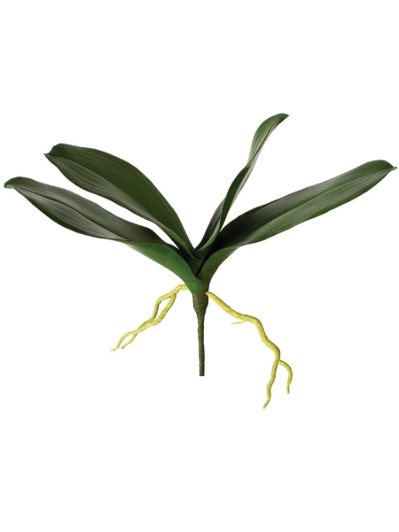 Picture of 13.5" PHALAENOPSIS LEAVES x4