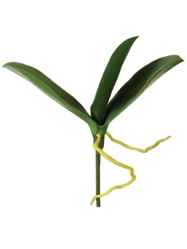 Picture of 9.5" PHALAENOPSIS LVS X3
