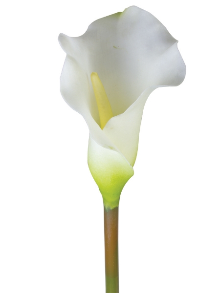 Picture of 26" REAL TOUCH CALLA LILY