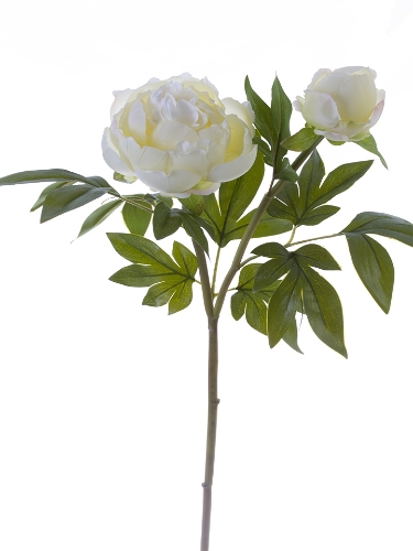 Picture of 31" TREE PEONY SPRAY