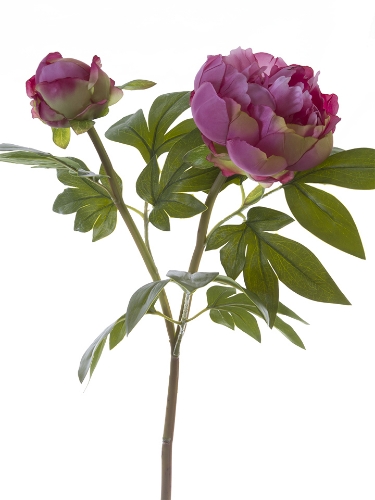 Picture of 31" TREE PEONY SPRAY