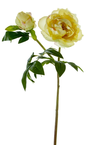 Picture of 31" TREE PEONY SPRAY