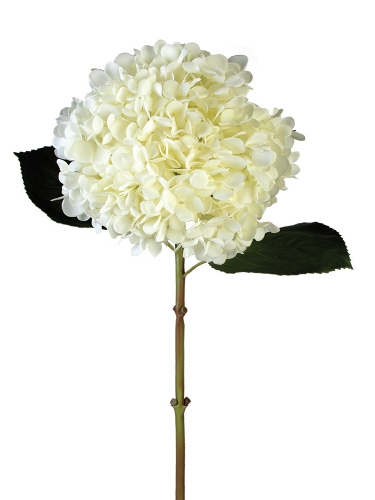 Picture of 28" COLOSSAL MOPHEAD HYDRANGEA