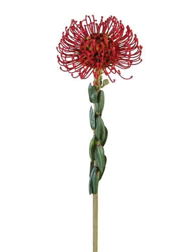 Picture of 25" PROTEA PINCUSHION
