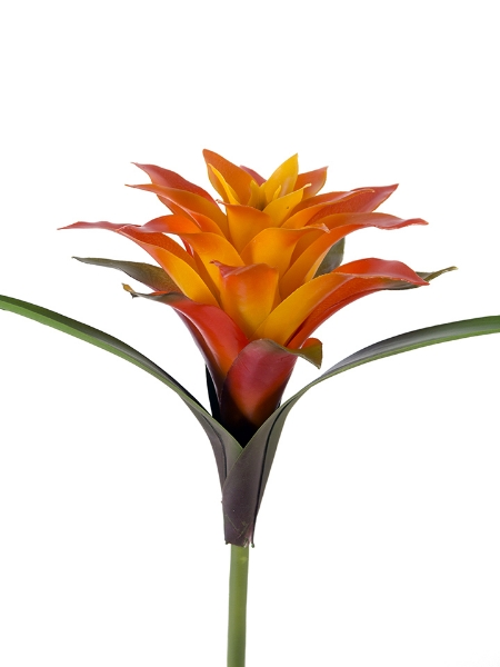 Picture of 17" MINI BROMELIAD SCARLET STAR