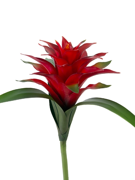 Picture of 17" MINI BROMELIAD SCARLET STAR