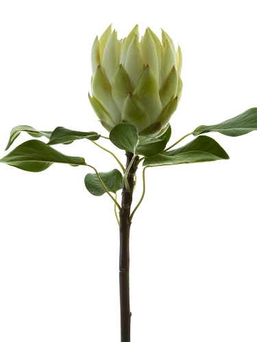 Picture of 26" KING PROTEA
