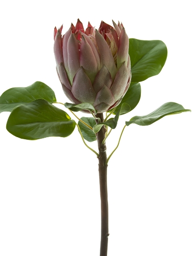 Picture of 26" KING PROTEA