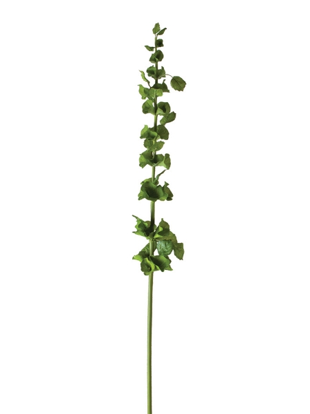 Picture of 43" BELLS OF IRELAND