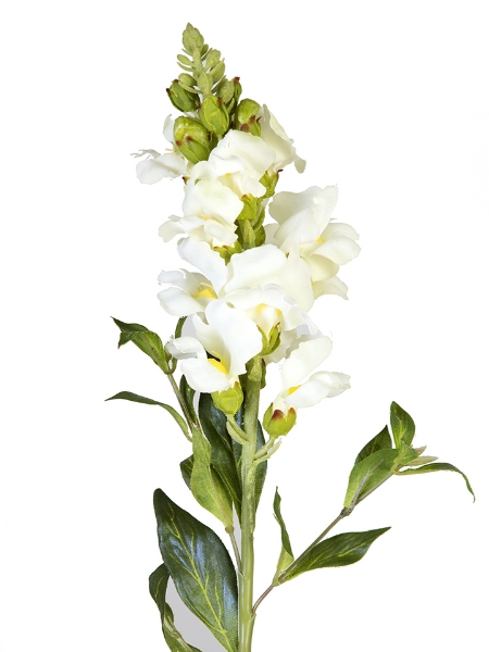 Picture of 21" SNAPDRAGON
