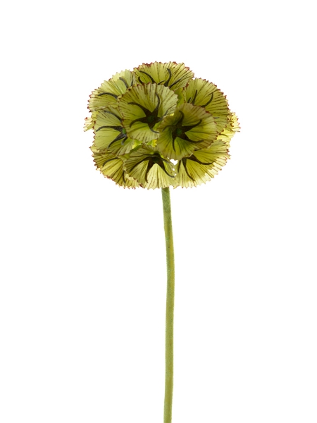 Picture of 22" SMALL SCABIOSA BALL