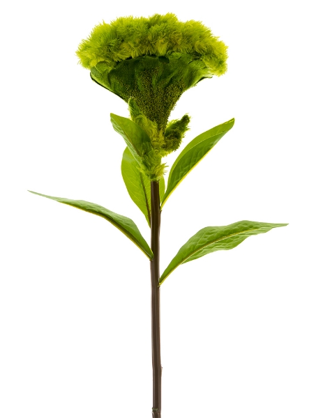 Picture of 26" LARGE COCKSCOMB STEM
