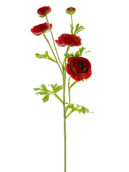 Picture of 31" RANUNCULUS STEM