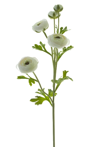 Picture of 31" RANUNCULUS STEM