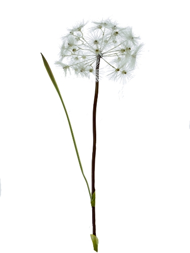 Picture of 36" ROUND DANDELION M