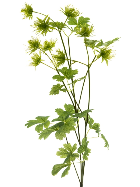 Picture of 30" MEADOW RUE STEM
