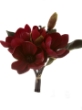 Picture of 11" MAGNOLIA TREE BUNDLE