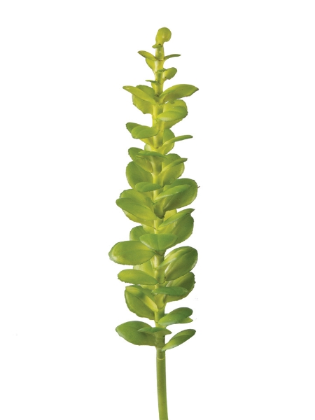 Picture of 11.5" CRASSULA OVATA