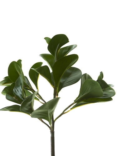 Picture of 12" PEPEROMIA BUSH