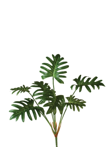 Picture of 24" SPLIT PHILODENDRON BUSH L