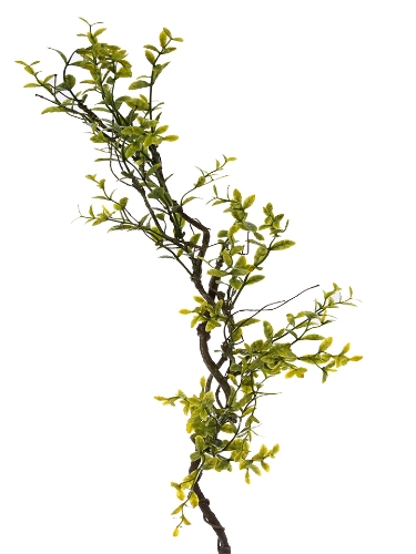 Picture of 34" BOXWOOD LEAF SPRAY