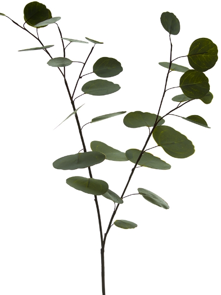 Picture of 33" SILVER DOLLAR EUCALYPTUS SPRAY