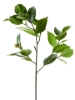 Picture of 27" CAMELLIA LEAF BRANCH