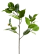 Picture of 27" CAMELLIA LEAF BRANCH