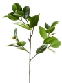 Picture of 27" CAMELLIA LEAF BRANCH
