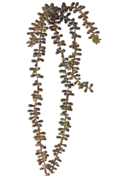 Picture of 23" SEDUM X 5 WITH STEM