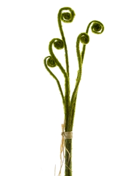 Picture of 24" ULUHE FERN BUNDLE