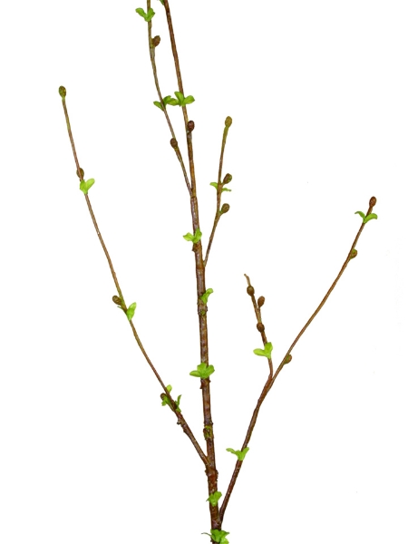 Picture of 48" CURLY WILLOW SPRAY