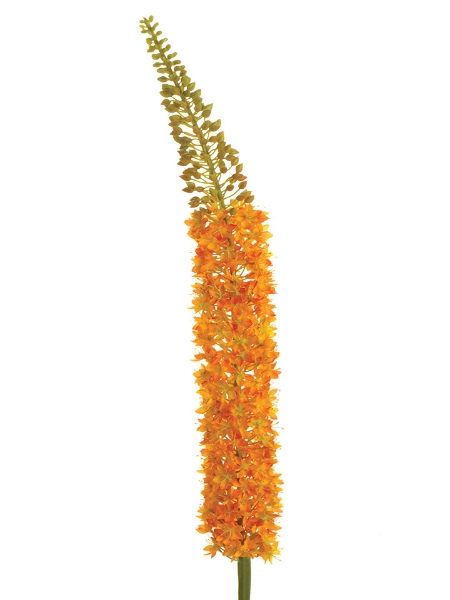 Picture of 55" EREMURUS