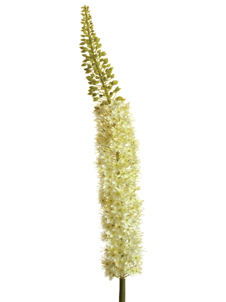 Picture of 55" EREMURUS
