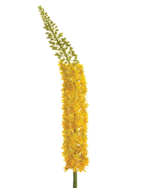 Picture of 55" EREMURUS