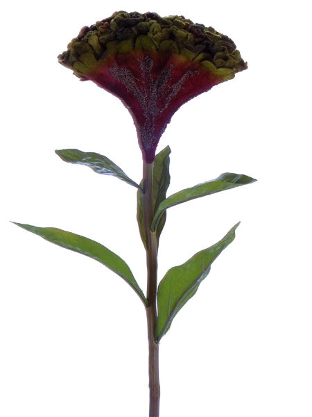 Picture of 32" COCKSCOMB
