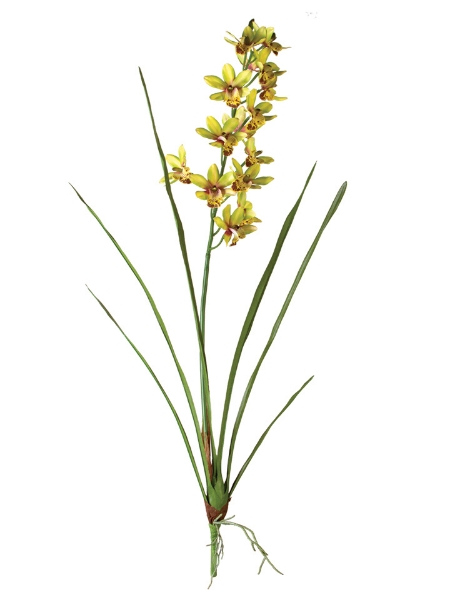 Picture of 36" MINI CYMBIDIUM PLANT