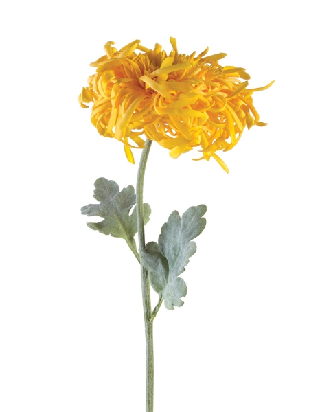 Picture of 32" INCURVED MUM SPRAY